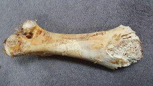 The Ostrich Bone showing the honeycombed centre.