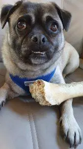 Ozzie and Ostrich Bone showing the Honeycombed Centre.