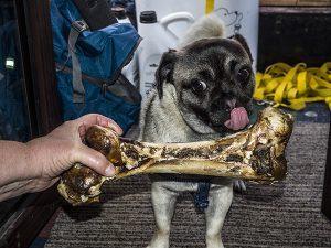 Ozzie and his new Ostrich Bone.