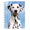 5030717115631 3D Notebook Dalmatian