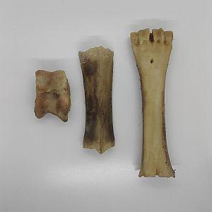 Air Dried Beef Bones at various stages of being chewed.