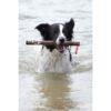 Dog retrieving a Doog Stick from the water.