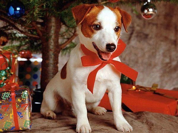 A Jack Russell puppy appearing to be smiling underneath a Christmas Tree.