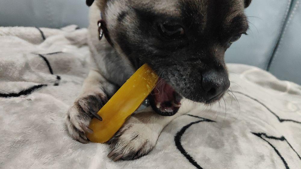 Ozzie enjoying a Yak Milk Chew