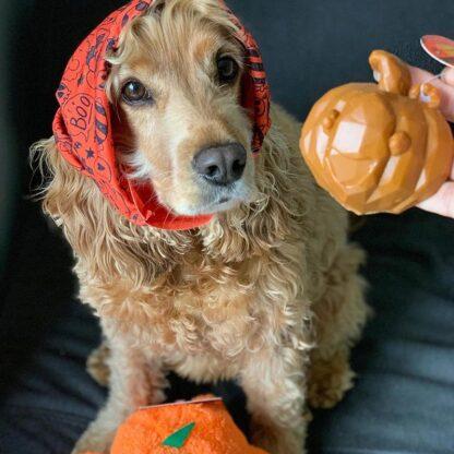 5025659814421 Rosewood Pumpkin Treat, with a dog wearing a WufWuf Scary Scarf