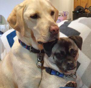 Loki (Yellow Labrador Guise Dog) & Ozzie (Pug x Chinese Crested).