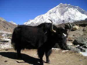 A black Nepalese Yak against a snowy mountain backdrop.
