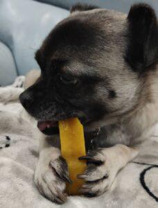 Ozzie savouring his Yak Milk Chew.