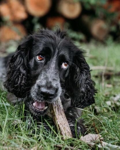 7426754254606 - Skippers Short Fish Skin Throw Sticks being enjoyed by a dog!